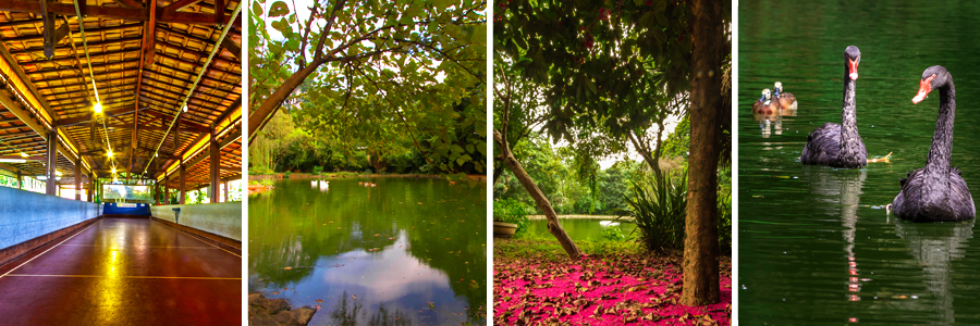 Mosaico com quatro fotografias sendo a primeira de uma quadra de bocha com o chão vermelho e muros azuis, a segunda de um lago com árvores e gramas em torno, a terceira de árvores com folhas verdes e flores em tom de rosa sobre o chão, e a quarta de uma familía de quatro cisnes negros.